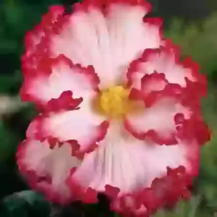 Crispa Marginata White